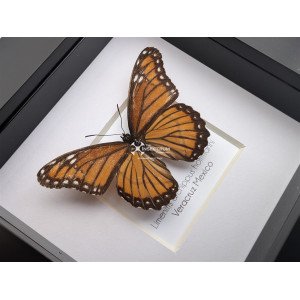 The Viceroy Butterfly